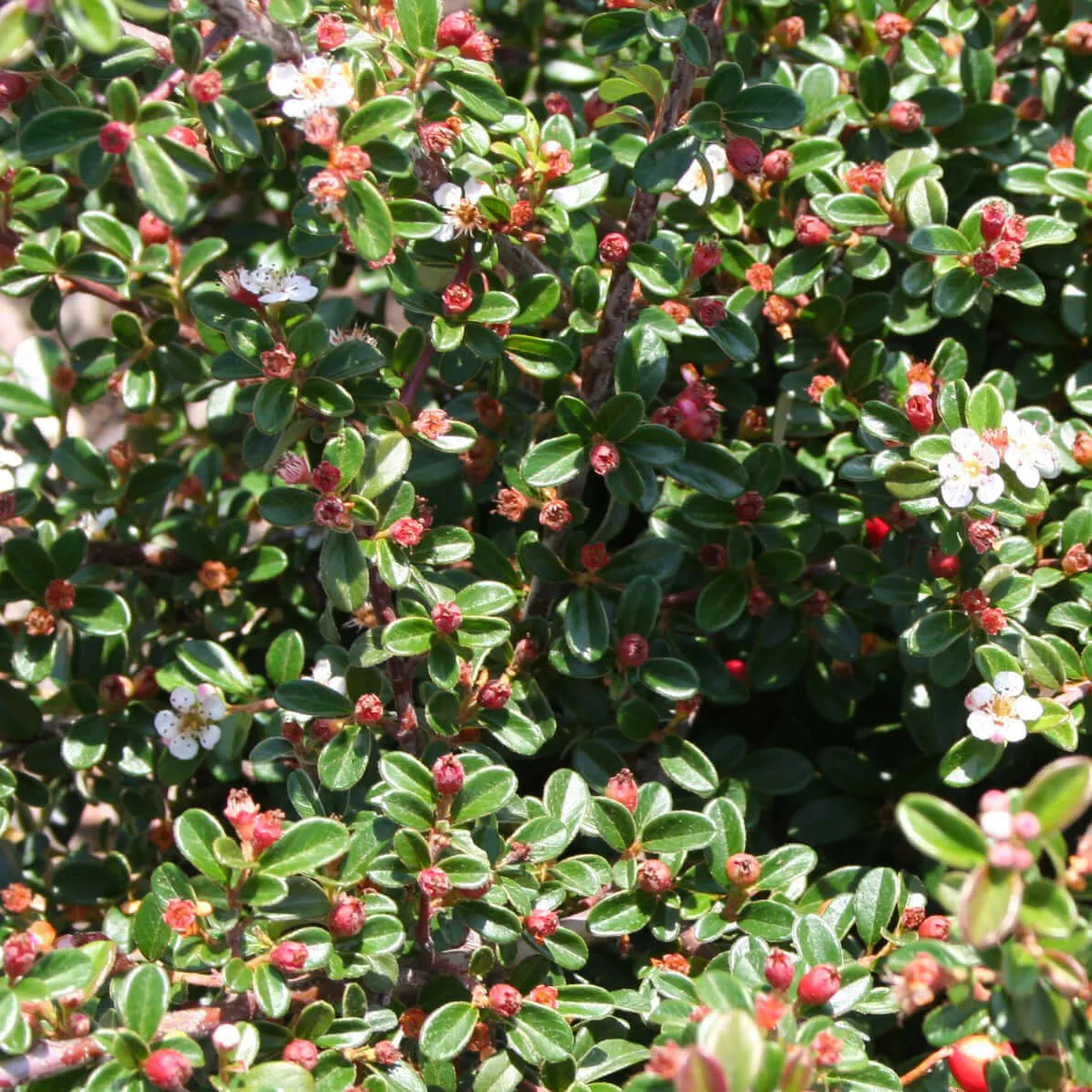 Coral Beauty Bearberry Cotoneaster