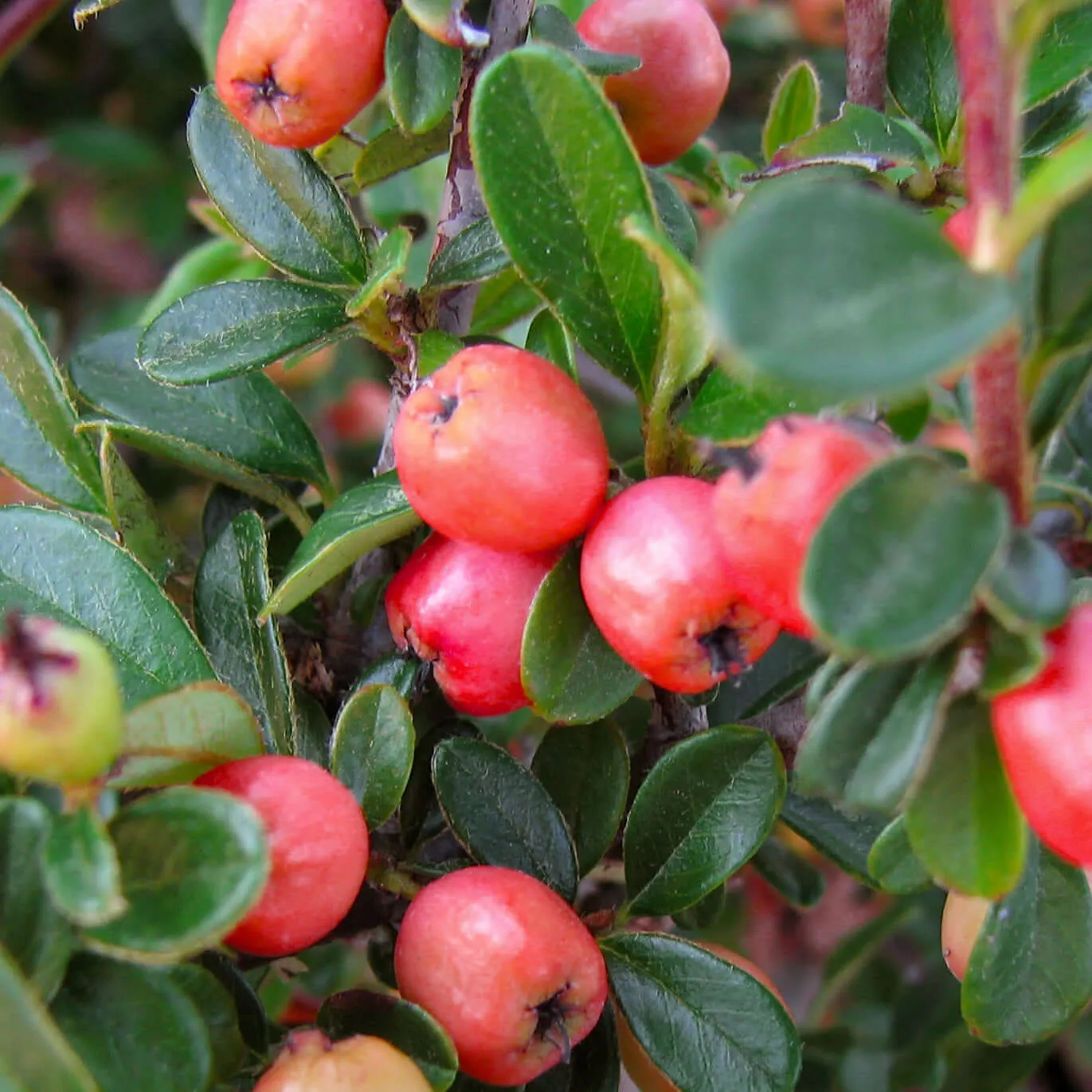 Coral Beauty Bearberry Cotoneaster