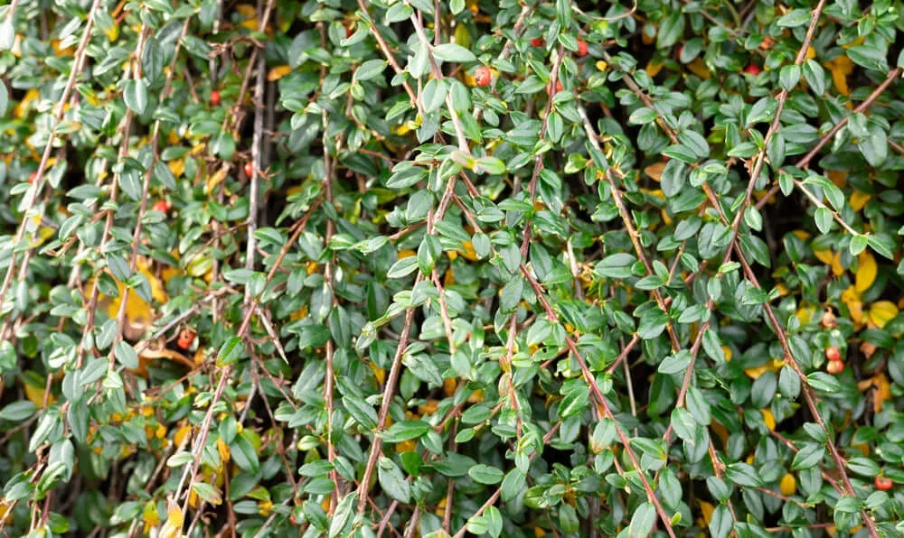 Coral Beauty Bearberry Cotoneaster
