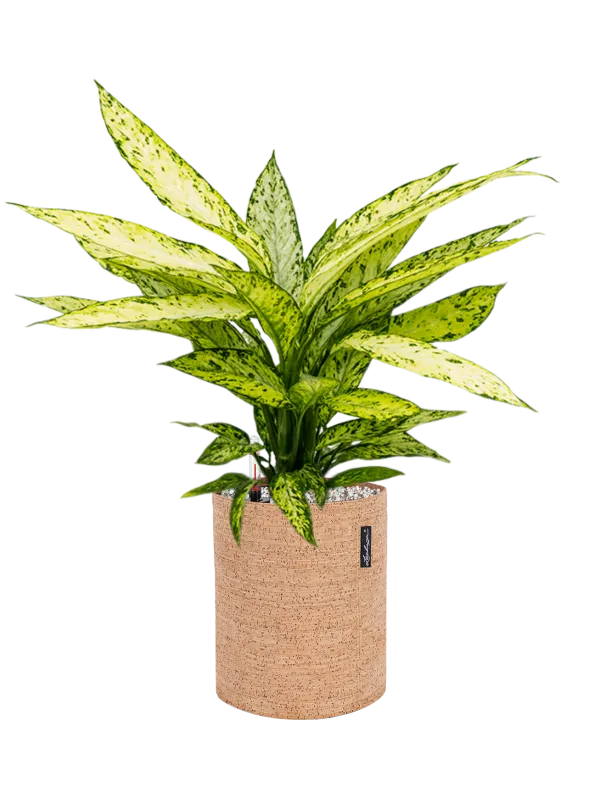 Dieffenbachia 'Vesuvius' in Lechuza Trendcover 23 Cork Office Plant With Pot 60cm Height 21cm Dia