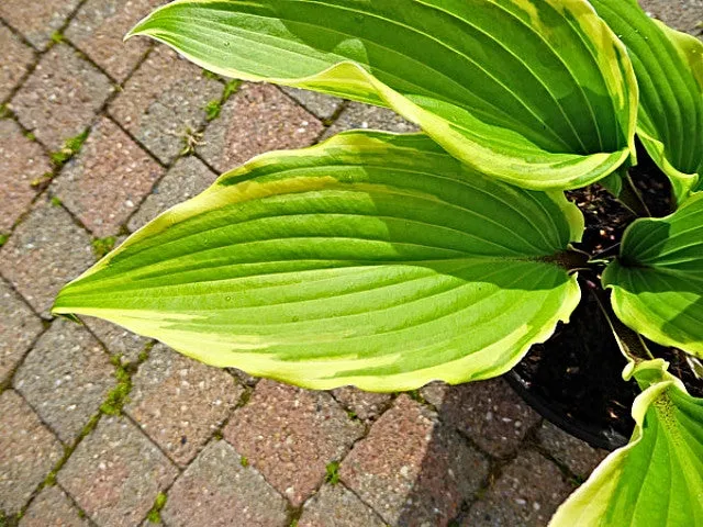 Holar Snake Valley Hosta
