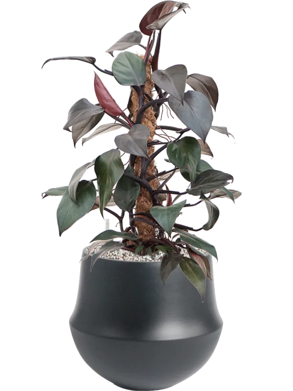 Philodendron 'New Red' in Fusion Office Plant With Pot 57cm Height 18cm Dia