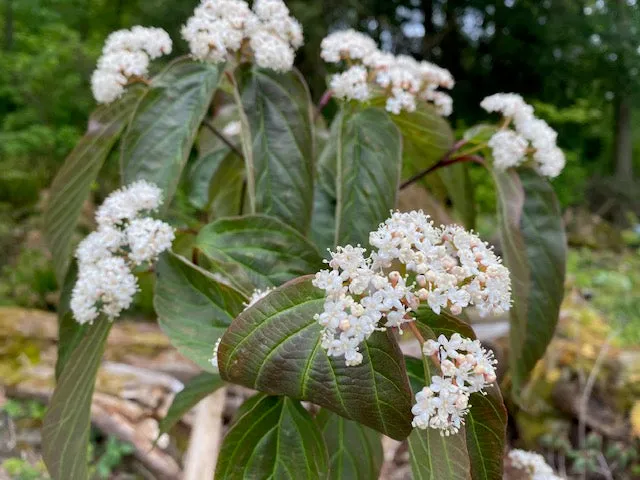 Viburnum setigerum (Tea viburnum)